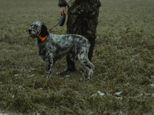 chien de chasse en laisse