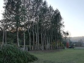 Abattage des arbres bordant le cimetière