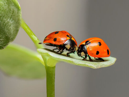 coccinelles de près