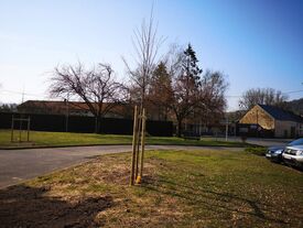 Plantation d'arbre à la salle des fêtes