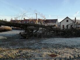 Abattage des marronniers